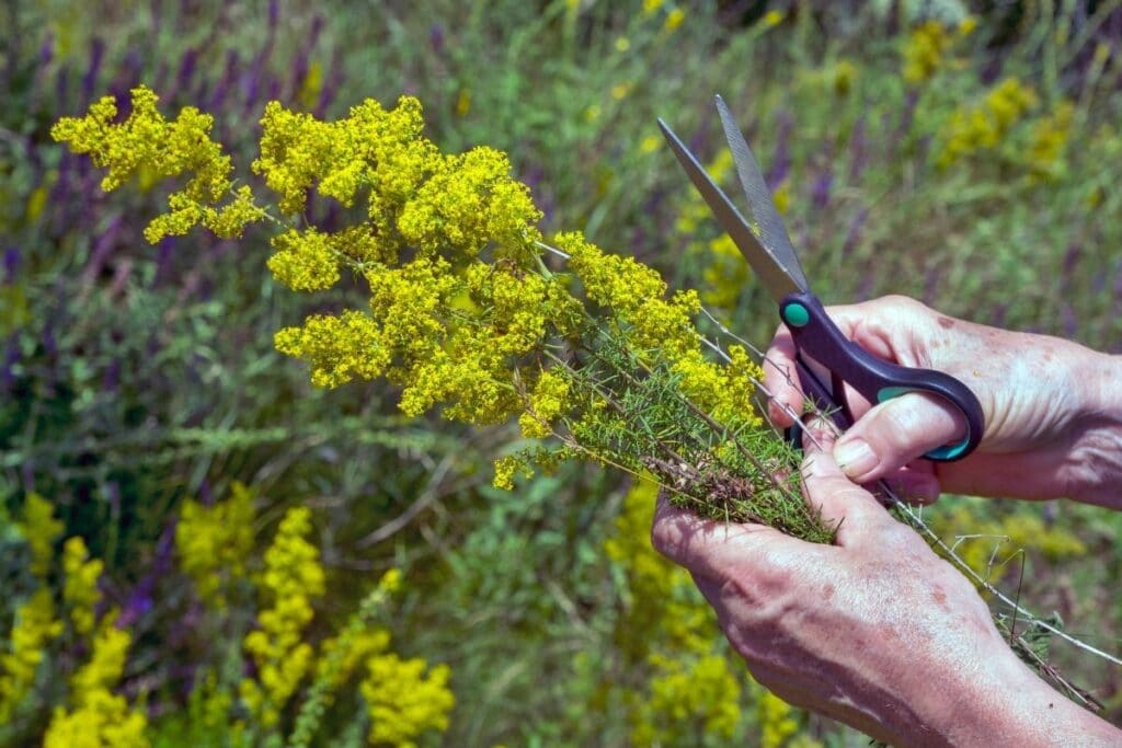 Echtes Labkraut (Galium verum)