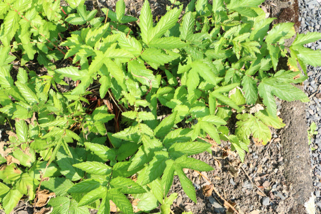 Essbare Wildkräuter - Echtes Mädesüß (Filipendula ulmaria)