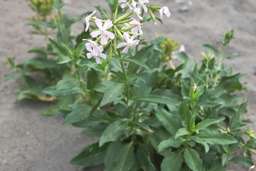 Echtes Seifenkraut (Saponaria officinalis)