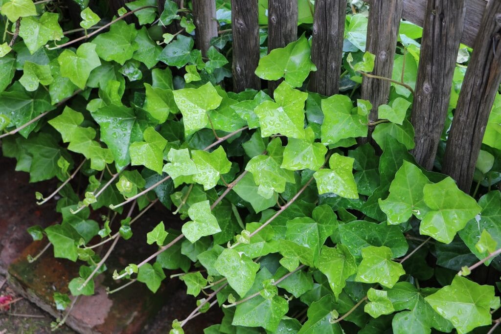 Efeu (Hedera helix)