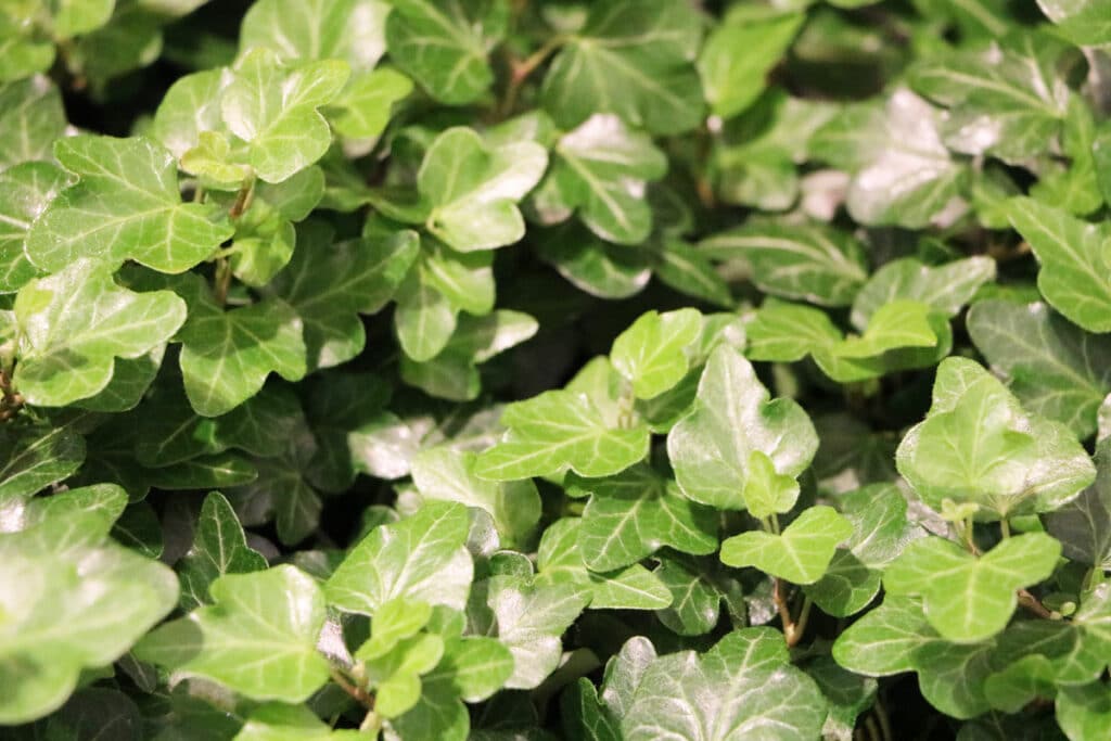 Efeu (Hedera helix)