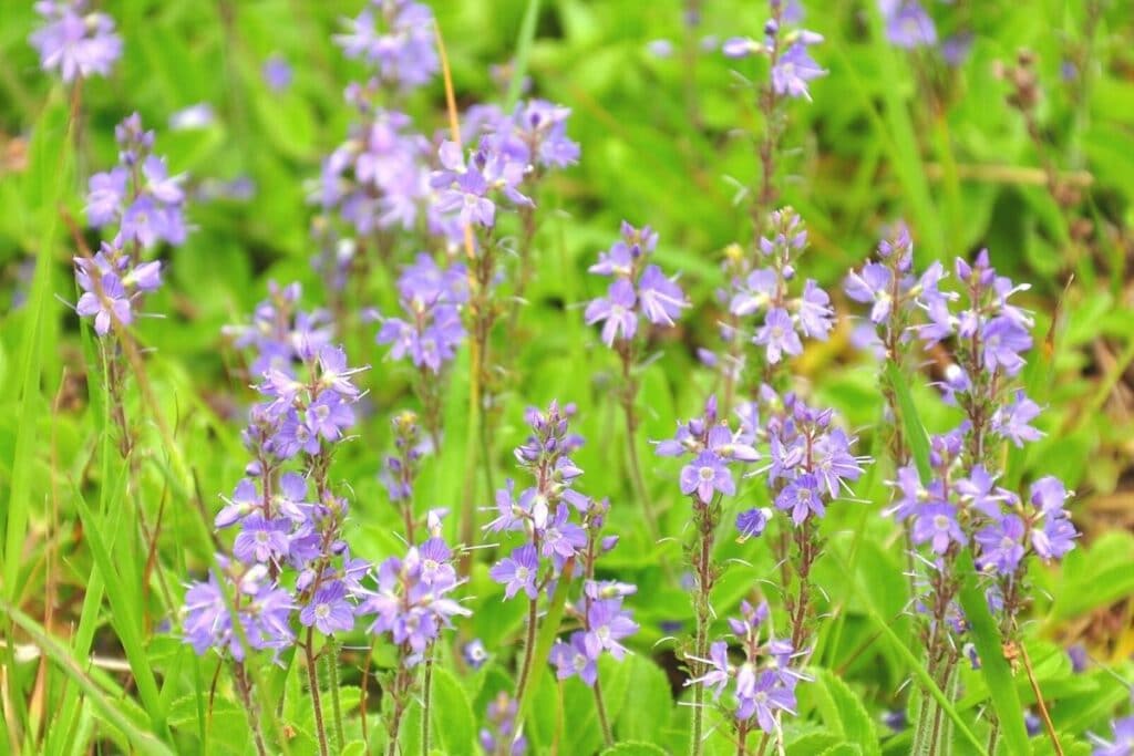 Ehrenpreis (Veronica officinalis)