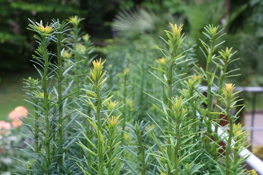 Eibe (Taxus baccata)