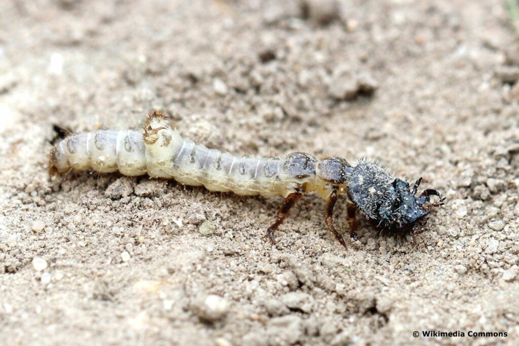 Käferlarven - Feld-Sandlaufkäfer (Cicindela campestris)