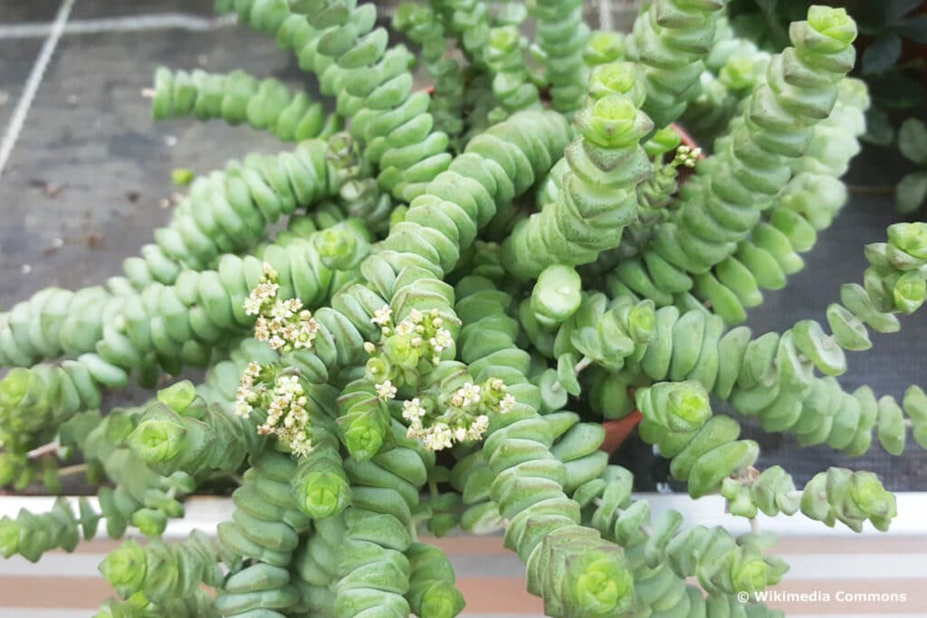 Felsen-Dickblatt (Crassula rupestris var. marnierana)