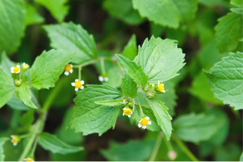 Franzosenkraut (Galinsoga parviflora)