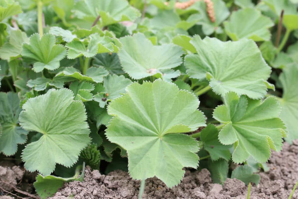 Essbare Wildkräuter - Frauenmantel (Alchemilla vulgaris)