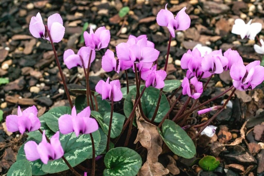 Frühlings-Alpenveilchen (Cyclamen coum)