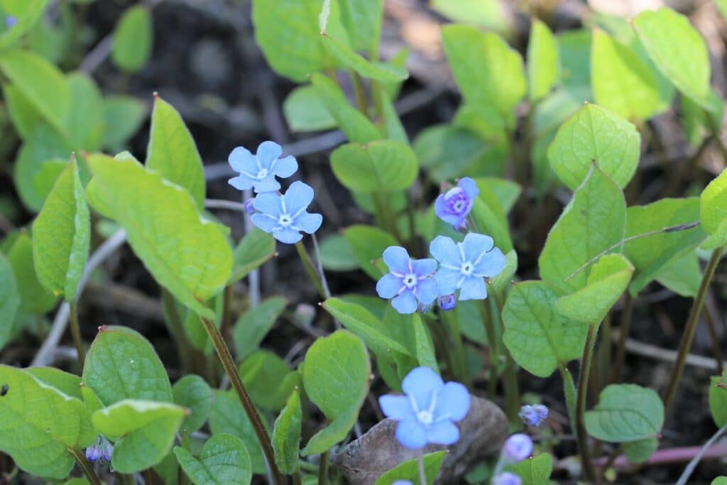 Frühlingsgedenkemein (Omphalodes verna)