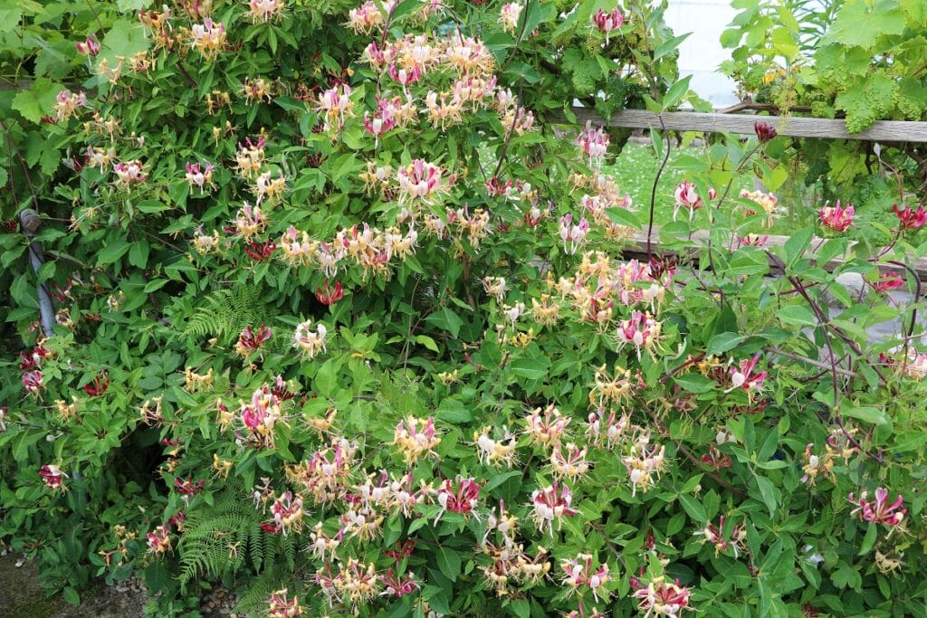 Garten-Geißblatt (Lonicera caprifolium)