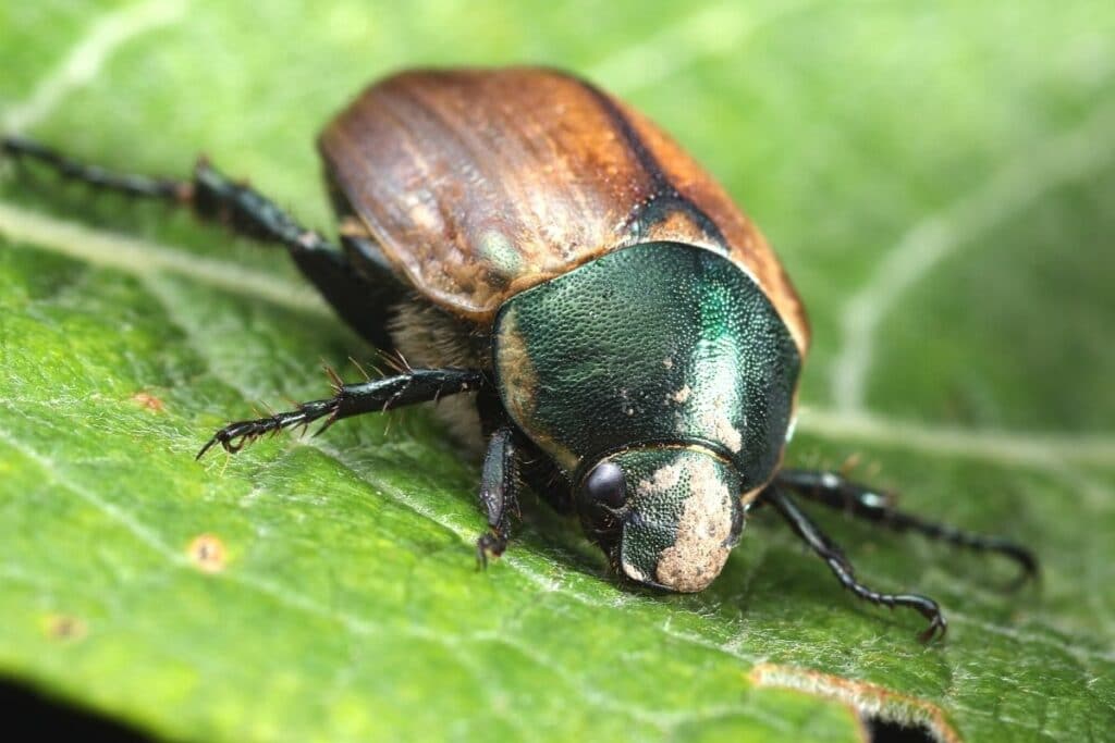 Gartenlaubkäfer (Phyllopertha horticola)