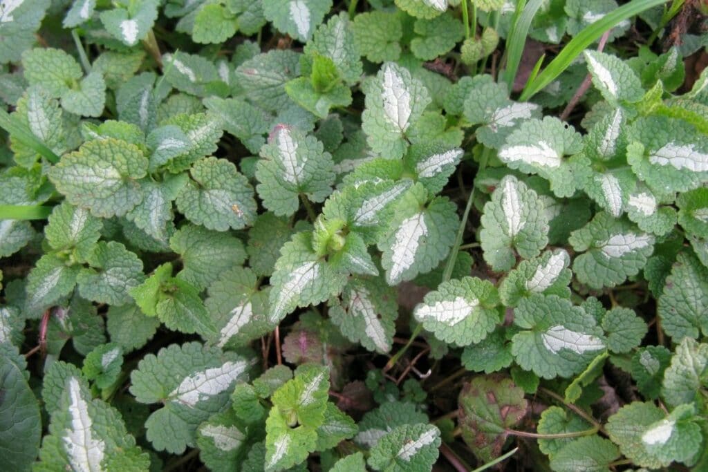 Gefleckte Taubnessel (Lamium maculatum)