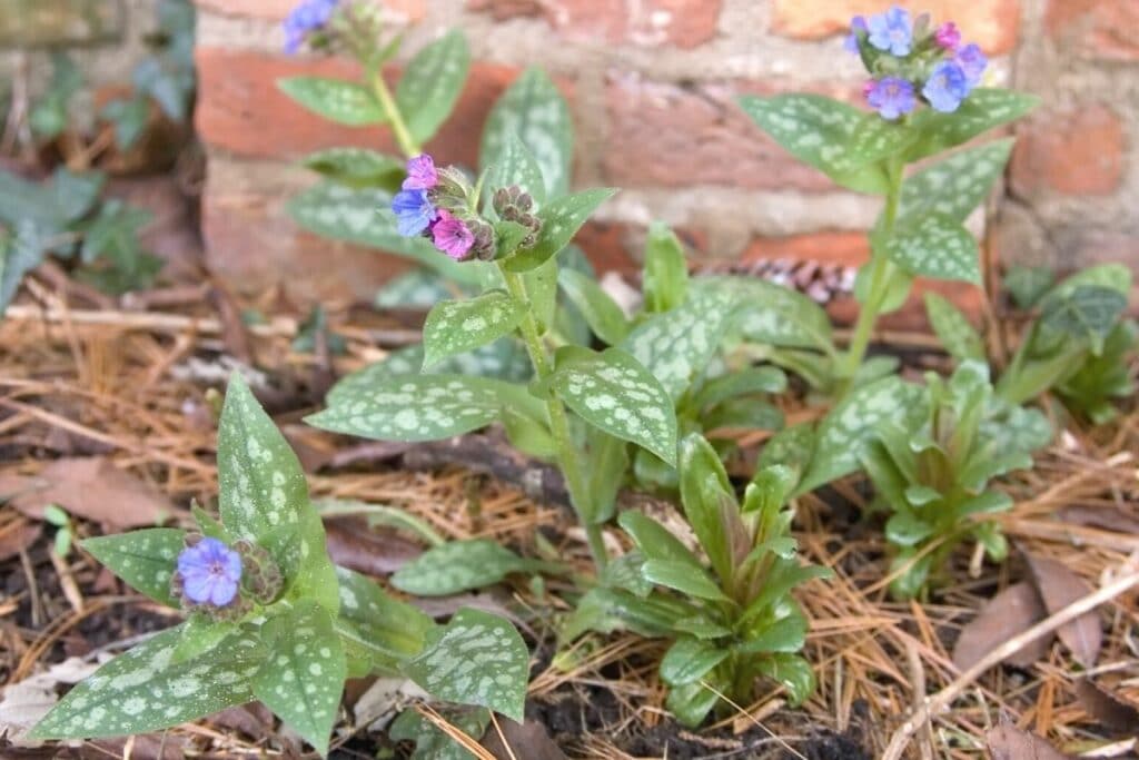 Geflecktes Lungenkraut (Pulmonaria officinalis)