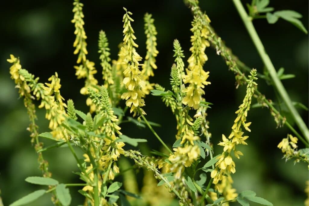 Gelber Steinklee (Melilotus officinalis)