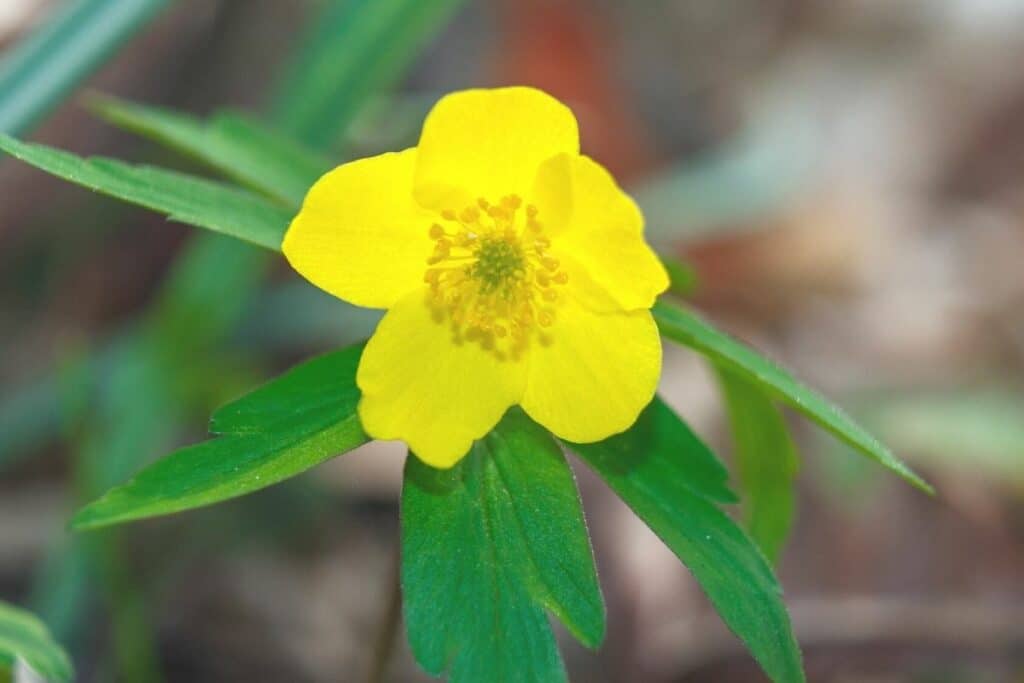 Gelbes Windröschen (Anemone ranunculoides)