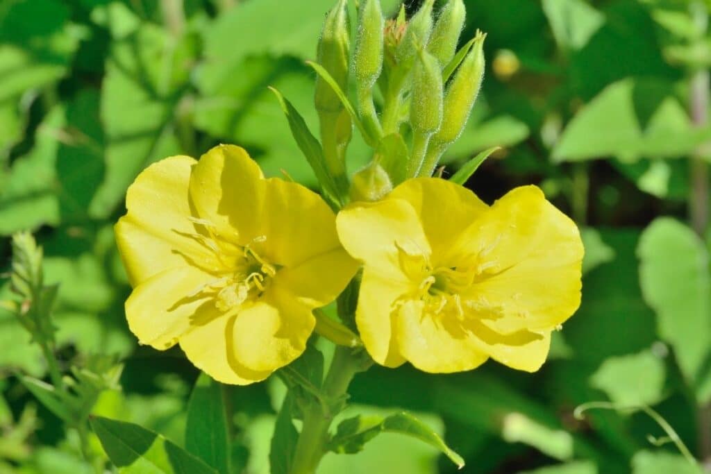 Gemeine Nachtkerze (Oenothera biennis)