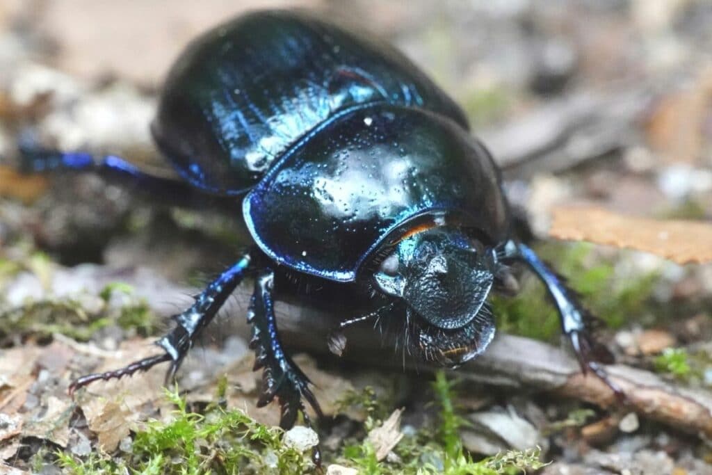 Gemeiner Mistkäfer (Geotrupes stercocarius)