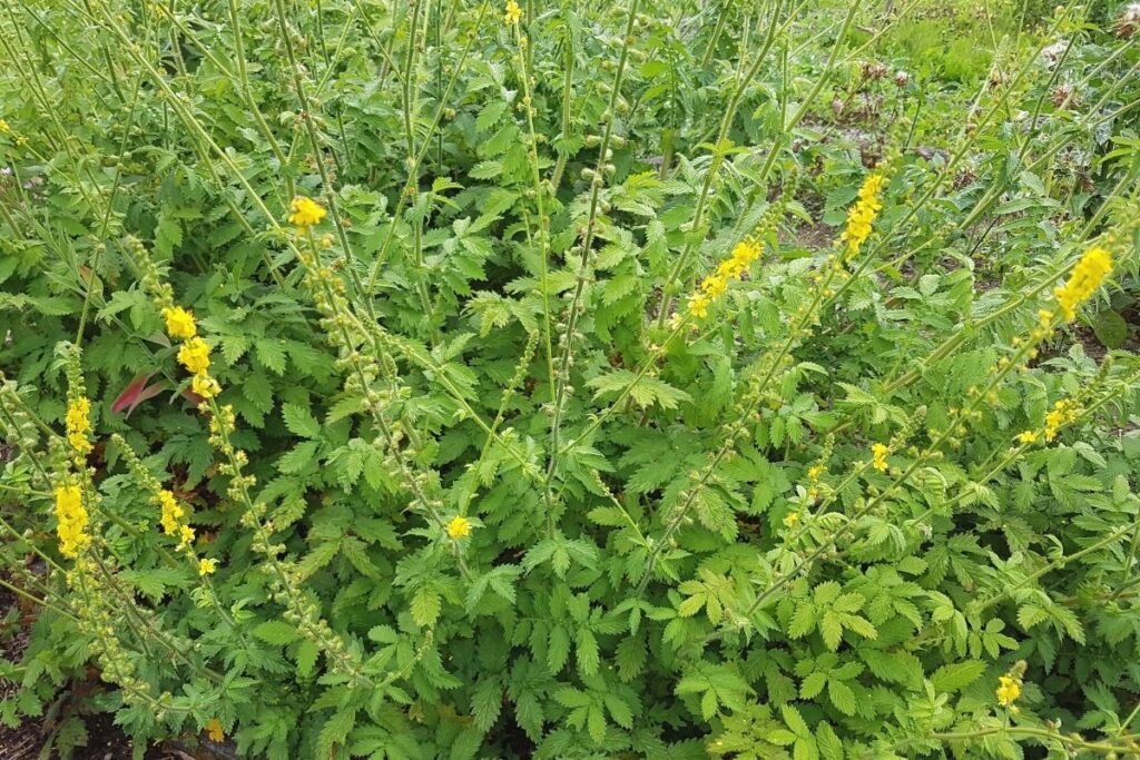 Gemeiner Odermennig (Agrimonia eupatoria)