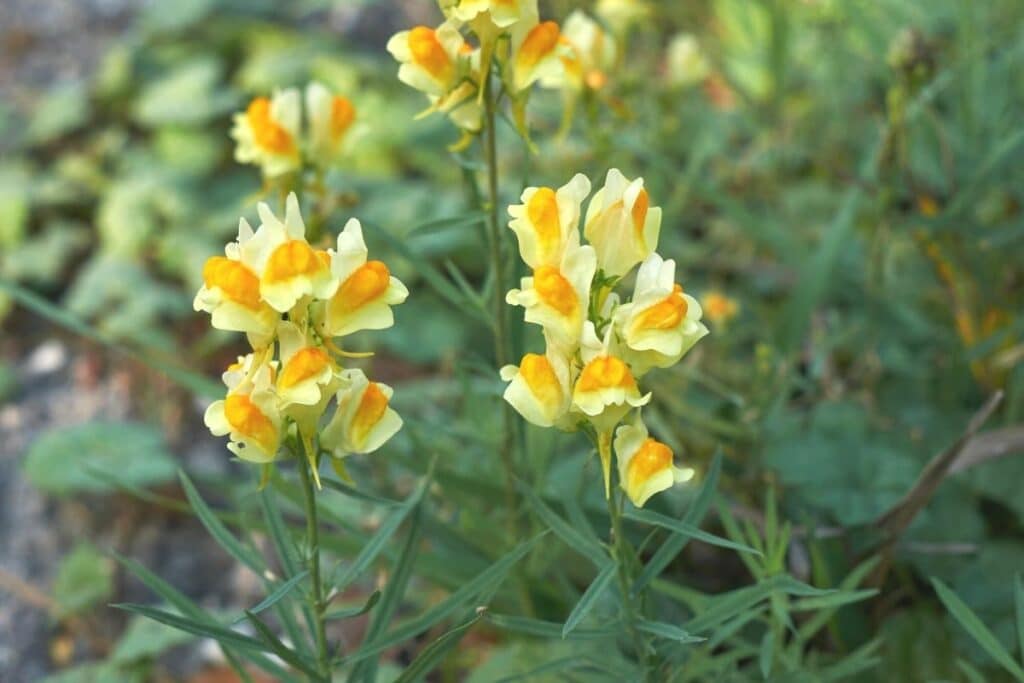 Gemeines Leinkraut (Linaria vulgaris)