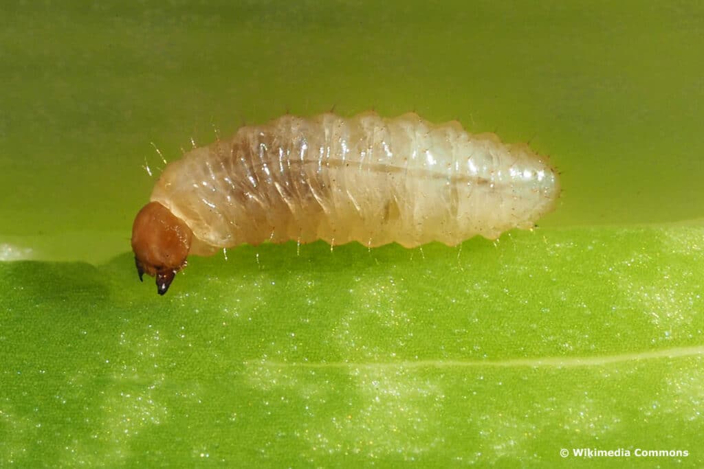 Käferlarven - Gerippter Brachkäfer (Amphimallon solstitiale)