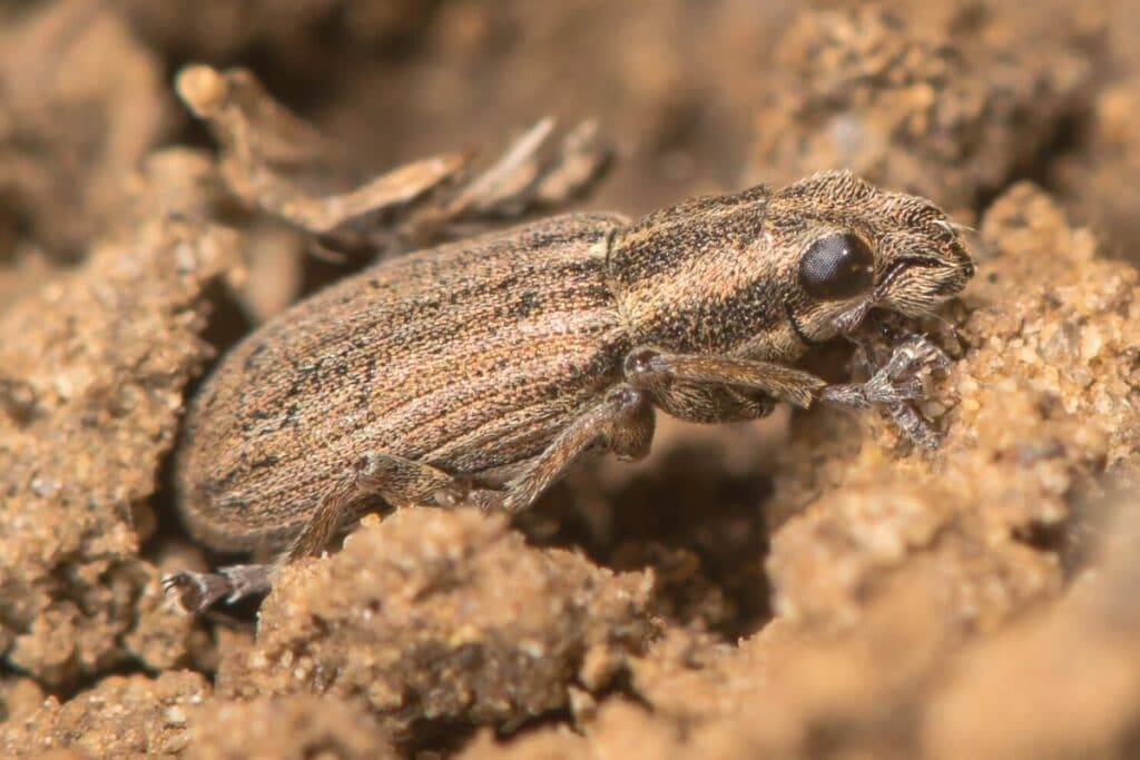 Gestreifer Blattrandkäfer (Sitona lineatus)