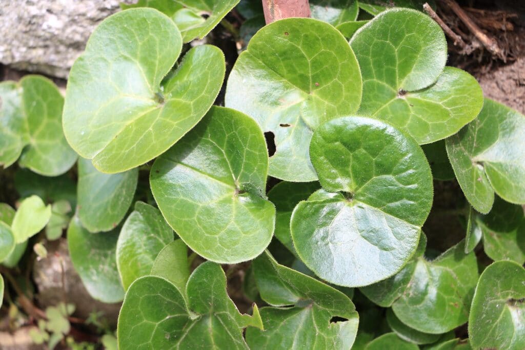 Bodendecker für Halbschatten - Gewöhnliche Haselwurz (Asarum europaeum)