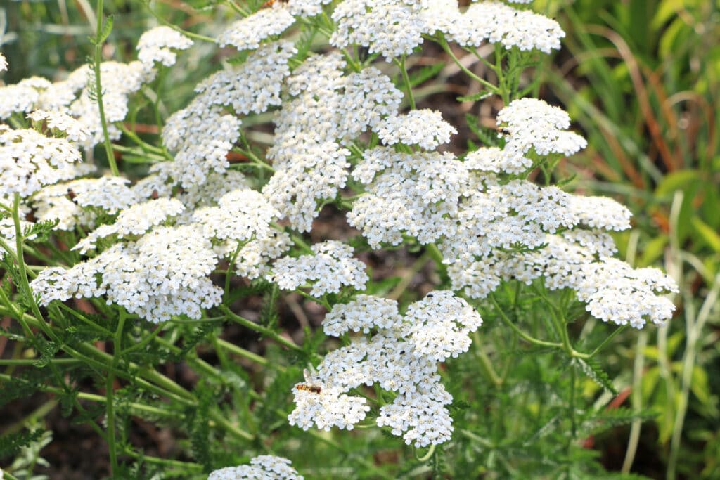 Essbare Wildkräuter - Gewöhnliche Schafgarbe (Achillea millefolium)