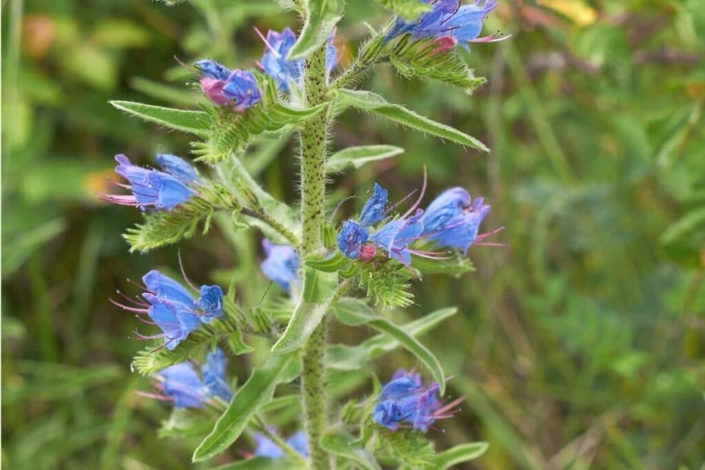 Gewöhnlicher Natterkopf (Echium vulgare)