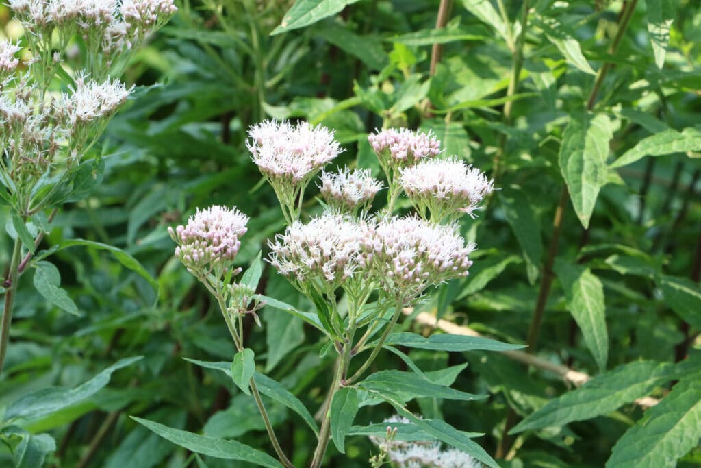 Essbare Wildkräuter - Gewöhnlicher Wasserdost (Eupatorium cannabium)