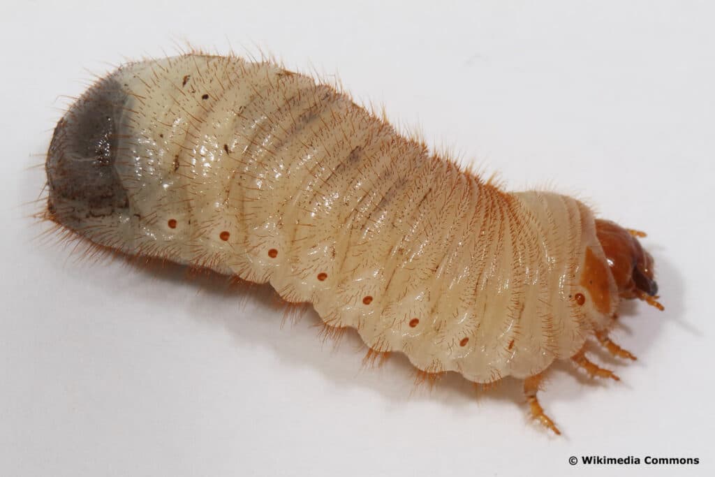 Käferlarven - Goldglänzender Rosenkäfer (Cetonia aurata)