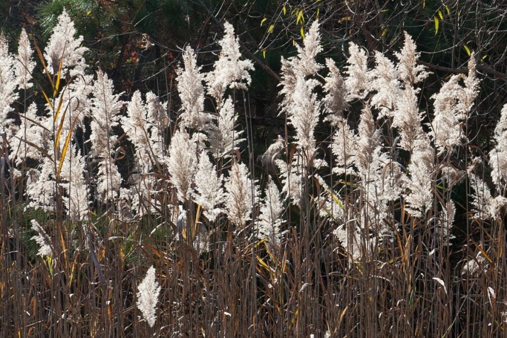 Goldleistengras (Spartina pectinata)