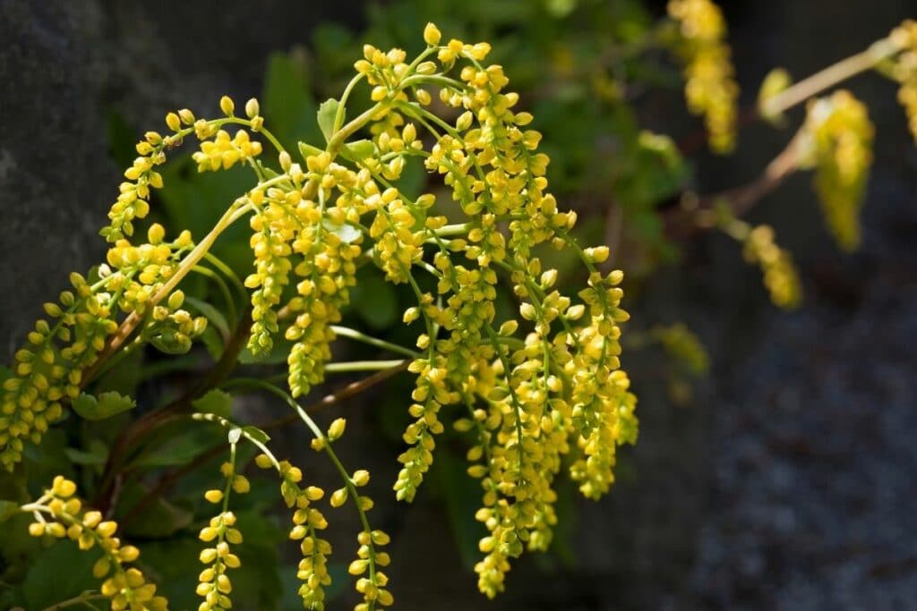 Goldtröpfchen (Chiastophyllum oppositifolium)