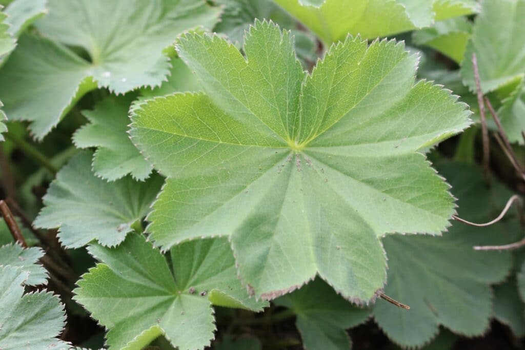 Großblättriger Frauenmantel (Alchemilla mollis)