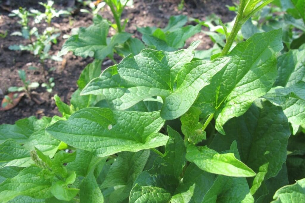 Guter Heinrich (Chenopodium bonus-henricus)