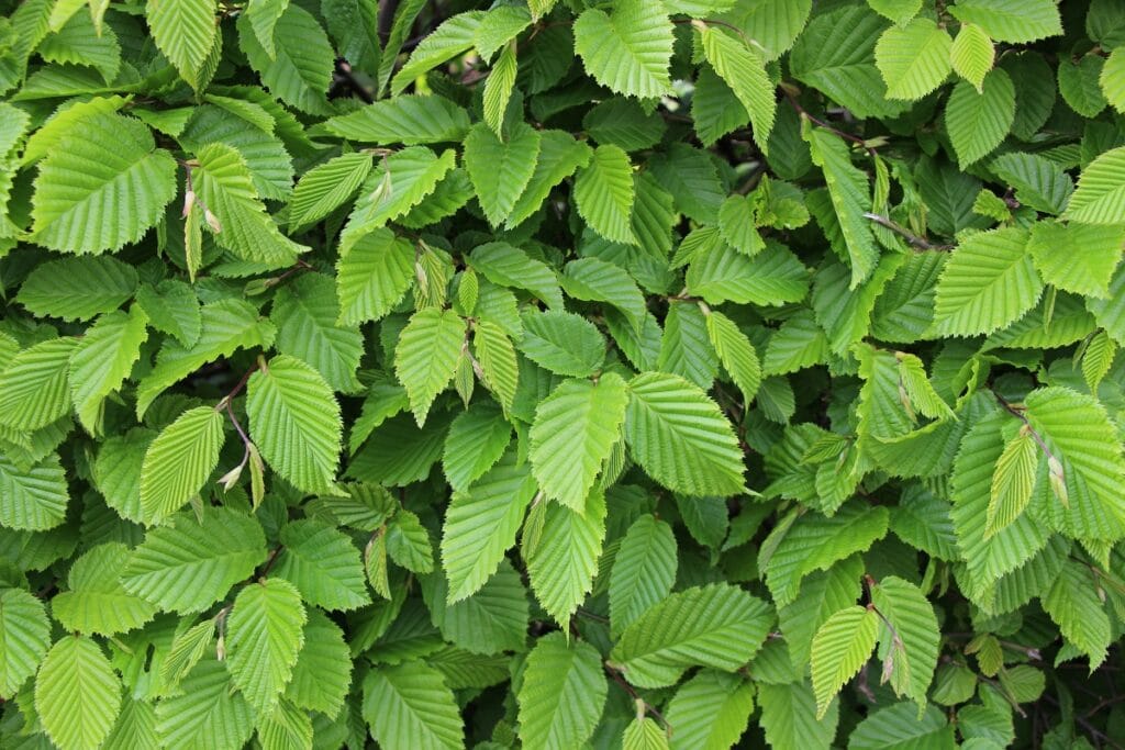 Hainbuche (Carpinus betulus)