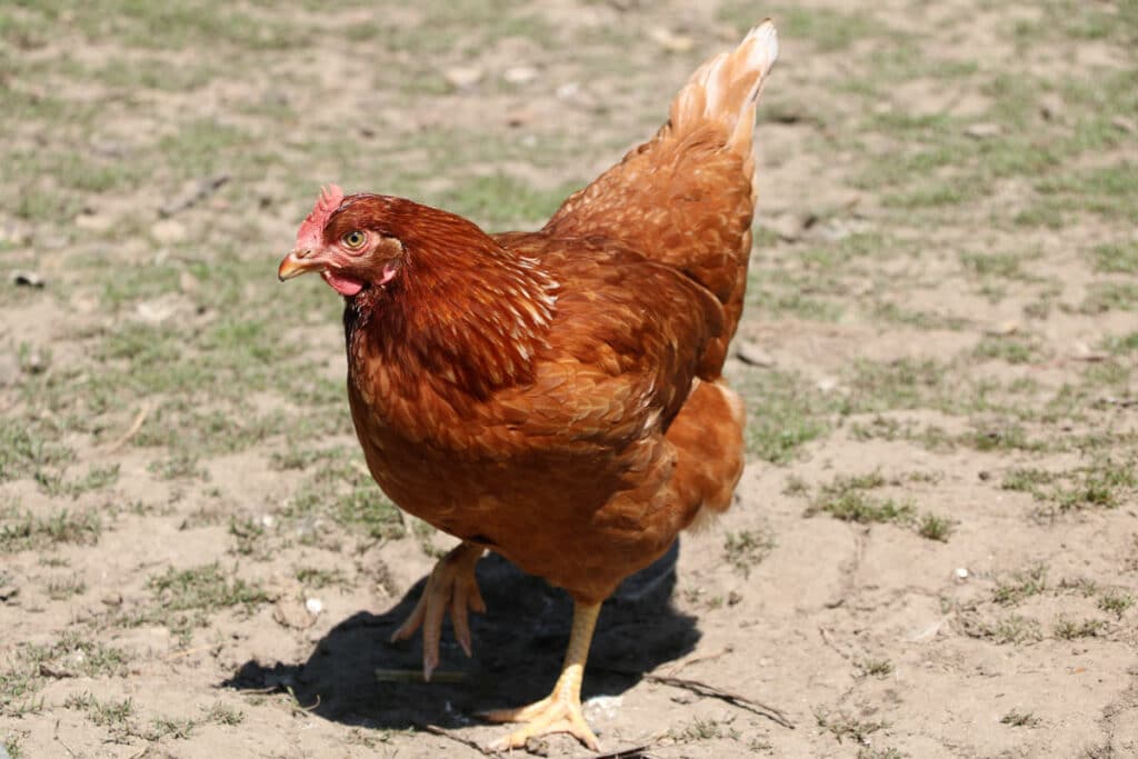 Haushuhn (Gallus gallus domesticus)