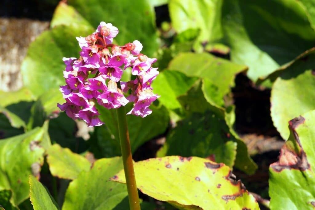 Bodendecker für Schatten und Halbschatten - Herzblättrige Bergenie (Bergenia cordifolia)