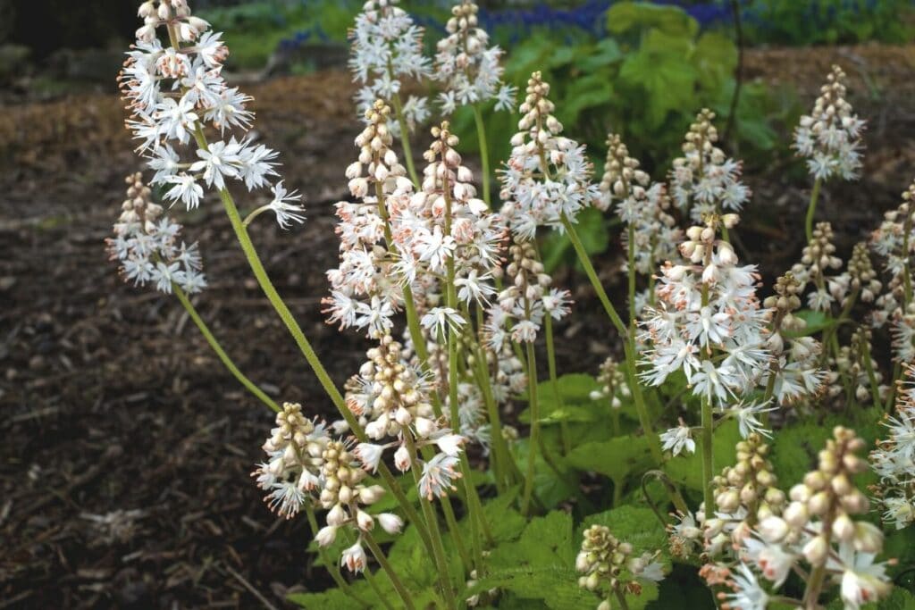 Herzblättrige Schaumblüte (Tiarella cordifolia)