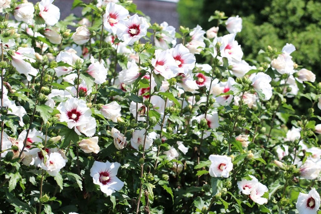 Pflanzen als Sichtschutz - Hibiskus