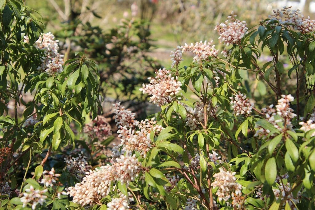 Pflanzen als Sichtschutz - Lavendelheide