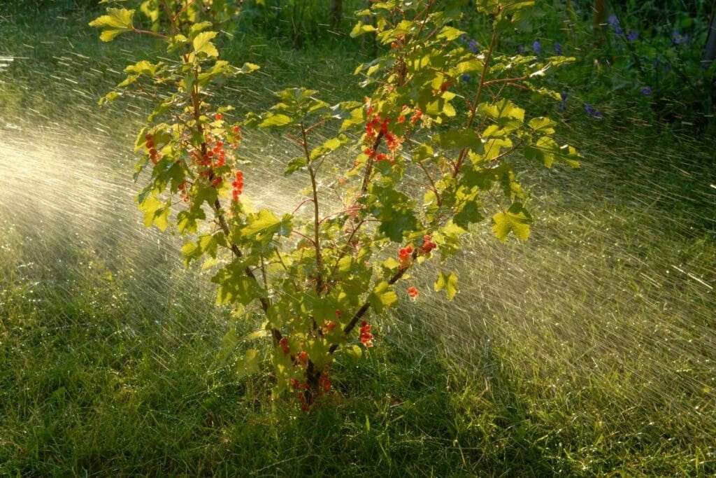 Johannisbeeren abbrausen