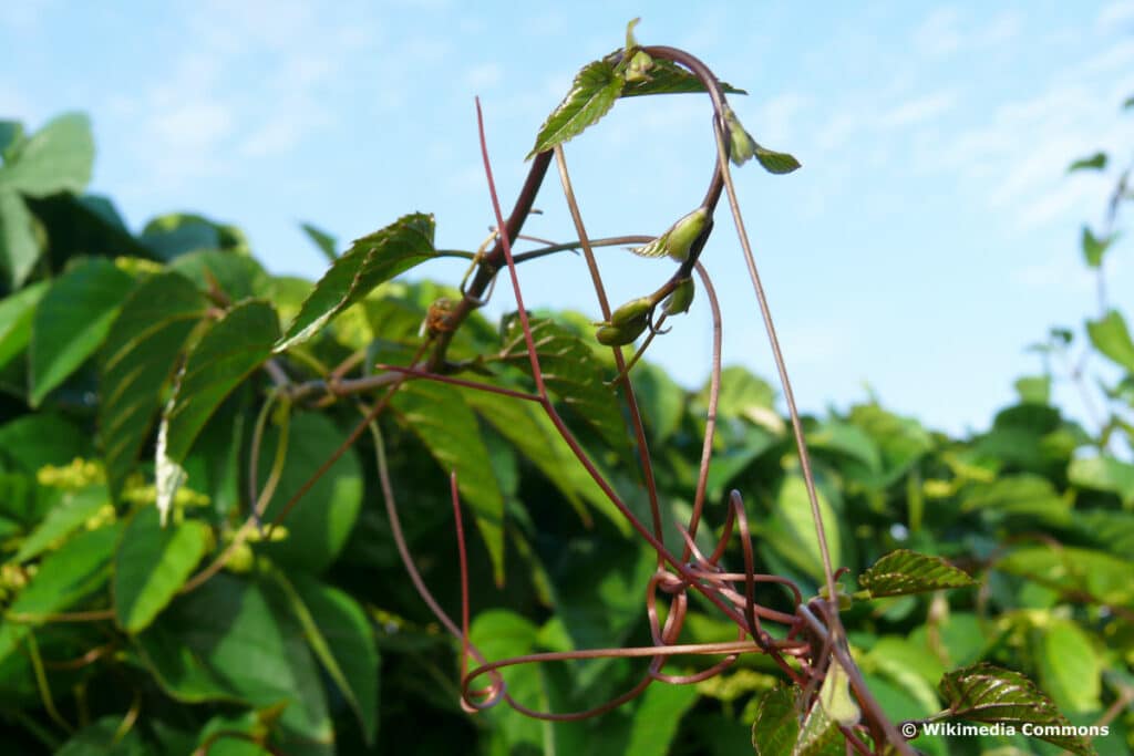 Känguruhwein (Cissus antarctica)