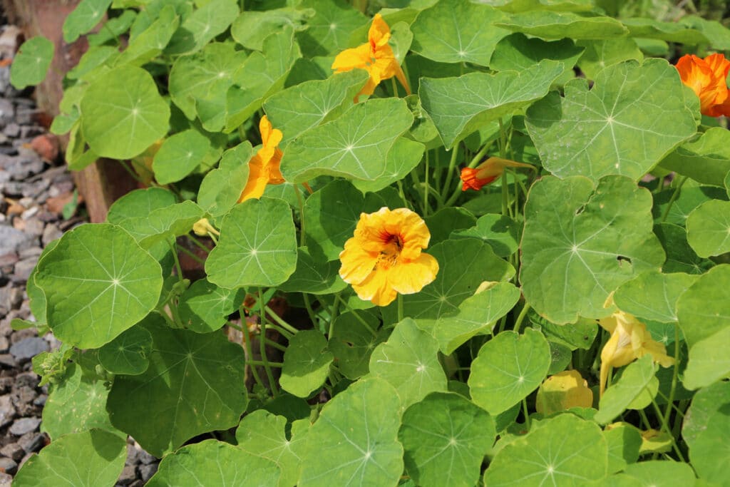 Essbare Wildkräuter - Kapuzinerkresse (Trompaeolum majalis)