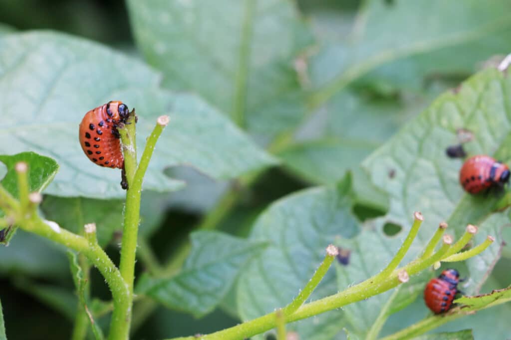 Kartoffelkäfer (Leptinotarsa decemlineata)