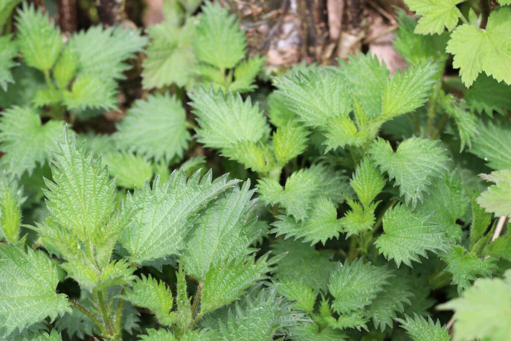 Essbare Wildkräuter - Kleine Brennnessel (Urtica urens)