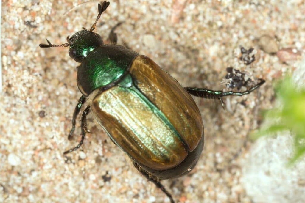 Kleiner Julikäfer (Anomala dubia)