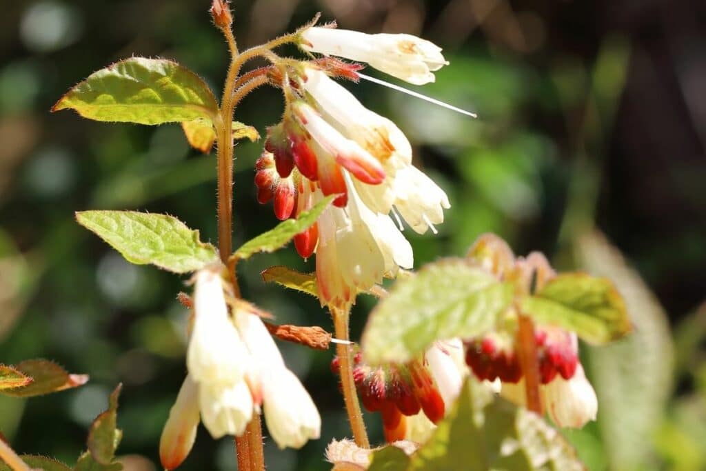 Kleiner Kaukasus-Beinwell (Symphytum grandiflorum)