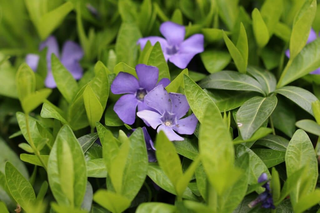 Kleines Immergrün (Vinca minor)