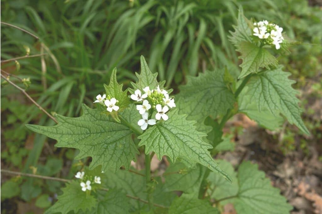 Knoblauchsrauke (Alliaria petiolata)