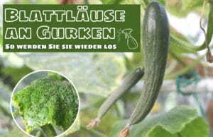 Läuse an Gurkenpflanzen bekämpfen